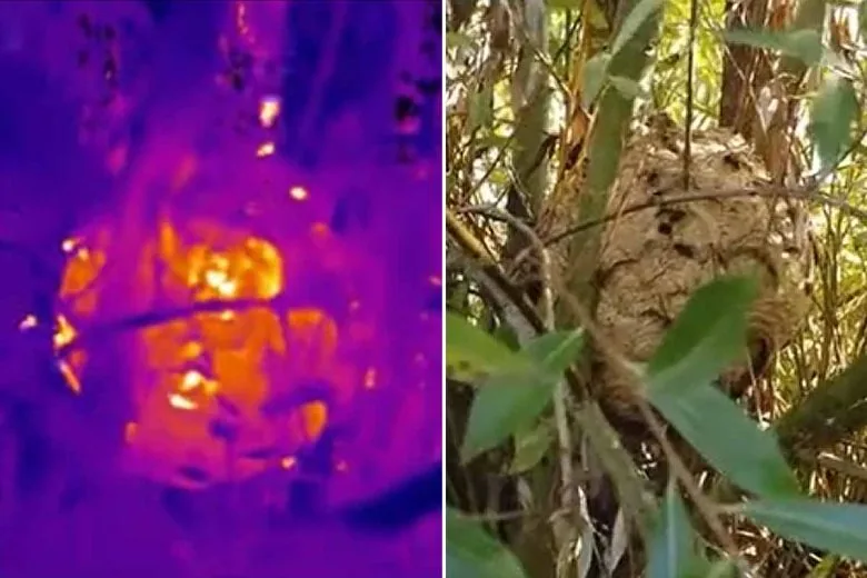À gauche la vue thermique, le nid en orange vif au milieu du violet froid du feuillage ; à droite la même scène en lumière visible, où le nid se confond presque avec les branches