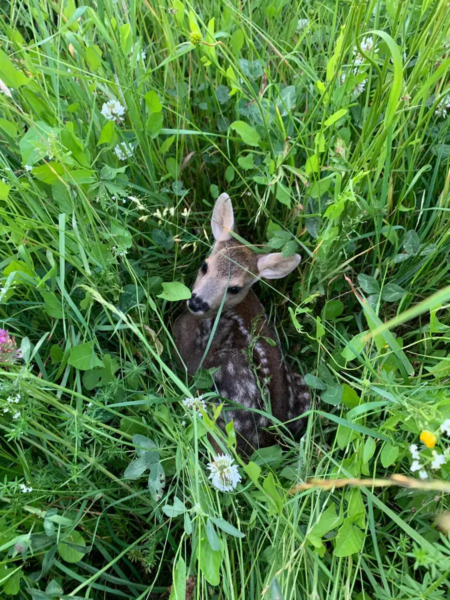 Un faon tapi dans les hautes herbes, à quelques mètres de l'objectif